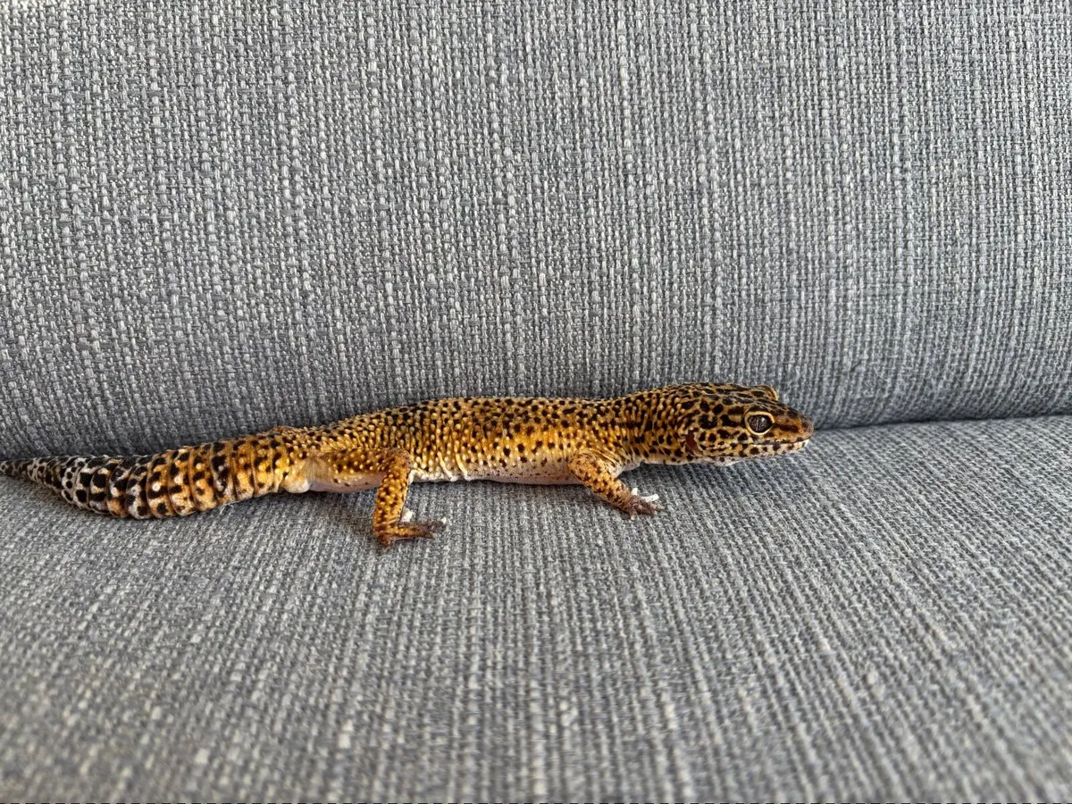 Leopard gecko - Image 4