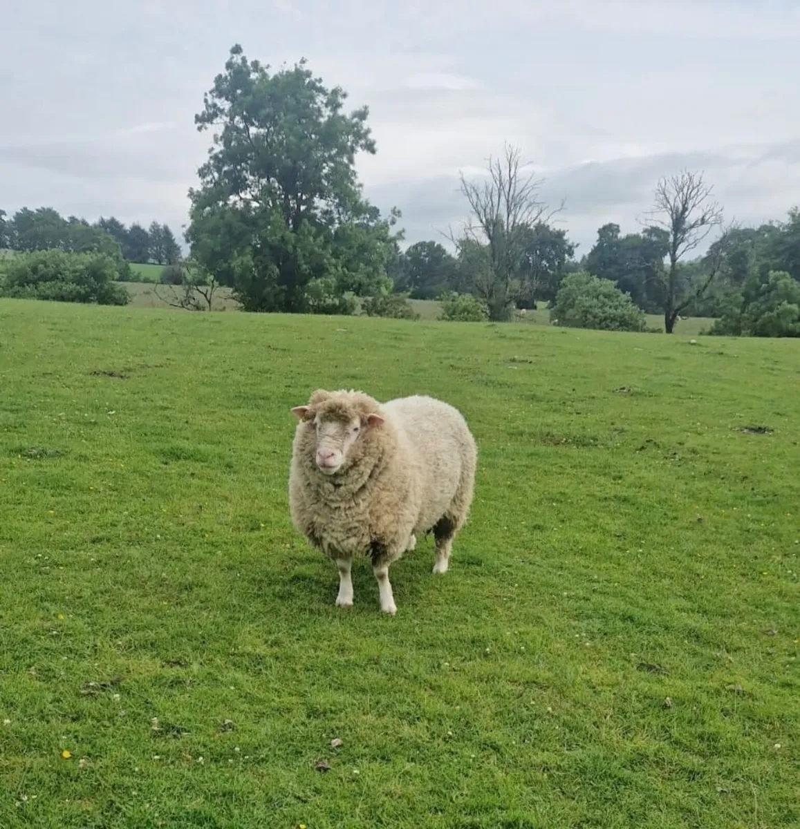 Dorset Ram - Image 1