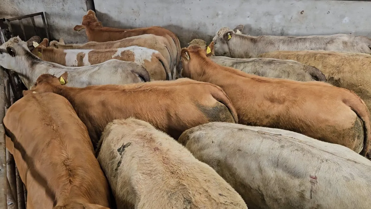 20 Super Heifers 420-480kgs. - Image 1