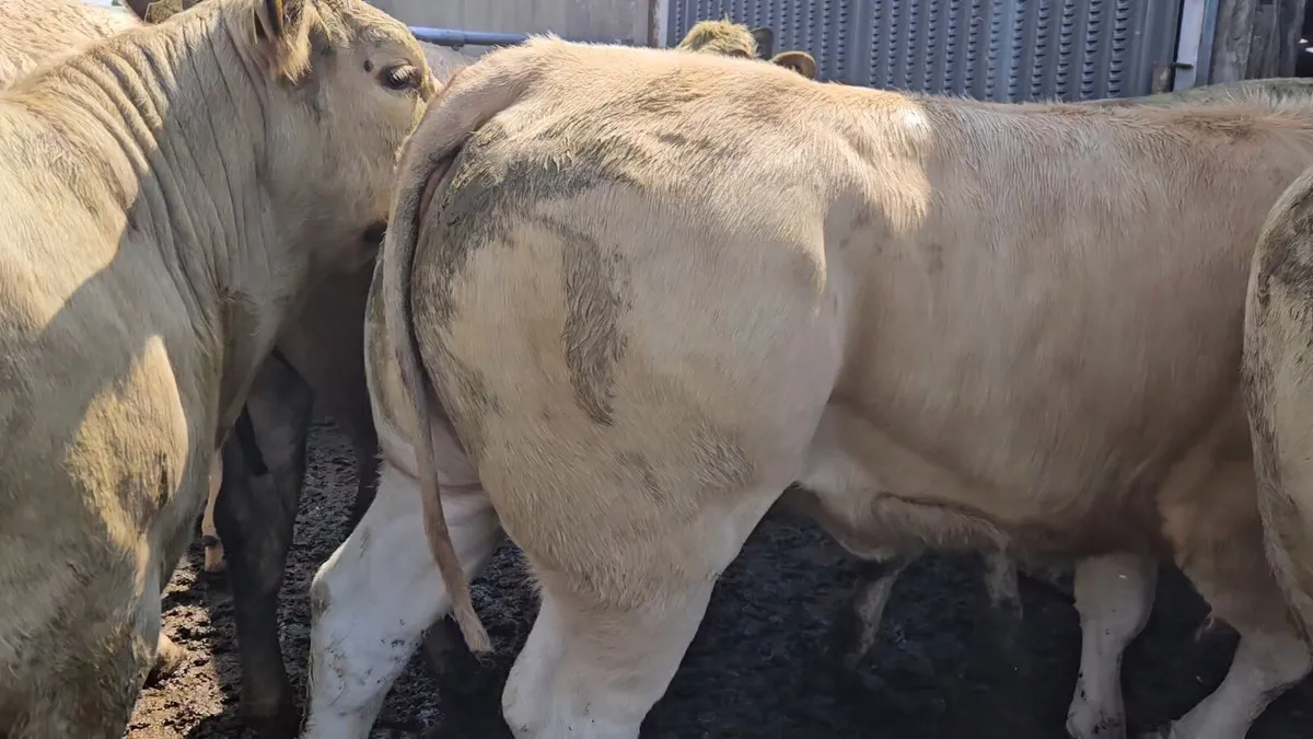 20 Super Heifers 420-480kgs. - Image 2