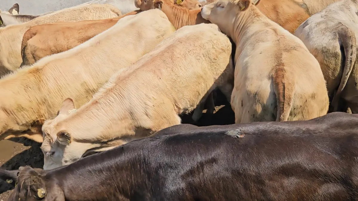 20 Super Heifers 420-480kgs. - Image 3