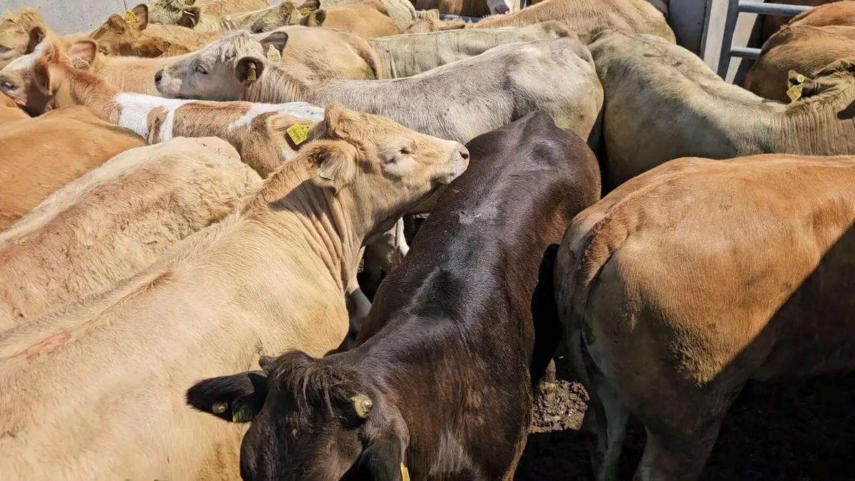 20 Super Heifers 420-480kgs. - Image 4