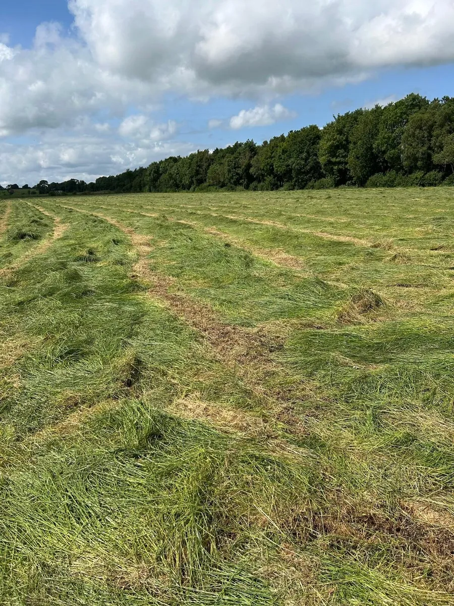 Hay/Haylage - Image 1