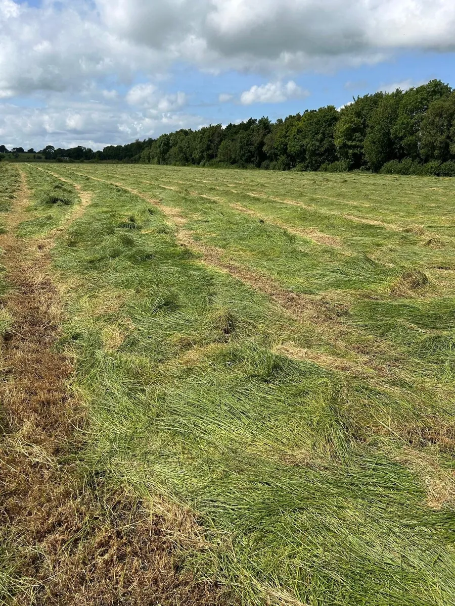 Hay/Haylage - Image 2
