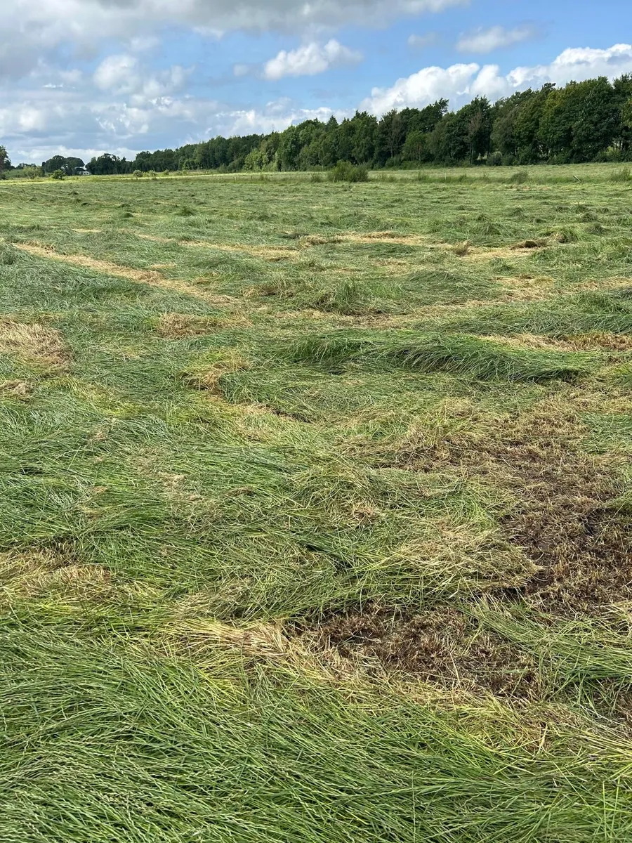 Hay/Haylage - Image 3