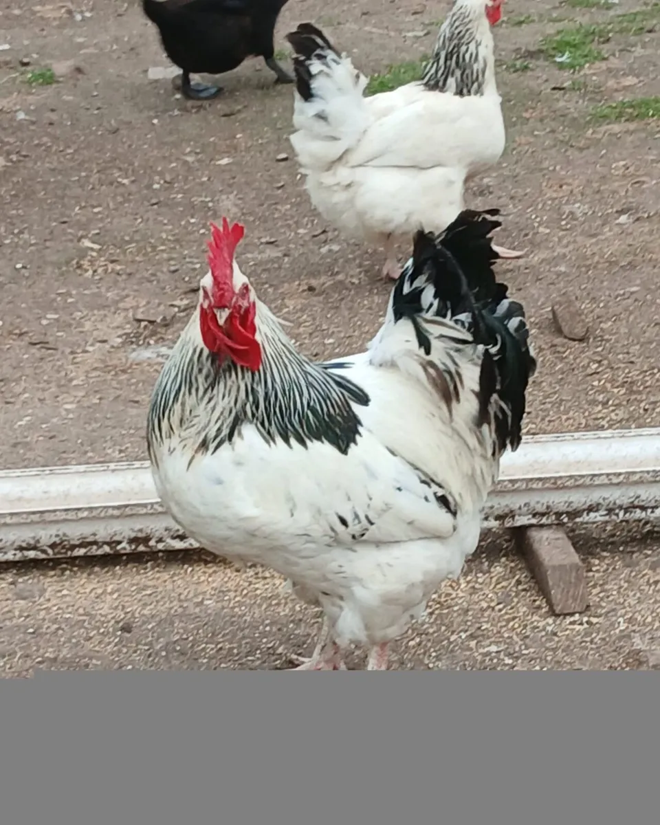 Hens - Image 2
