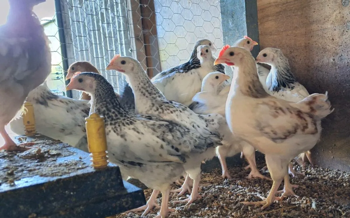 Hens - Image 3