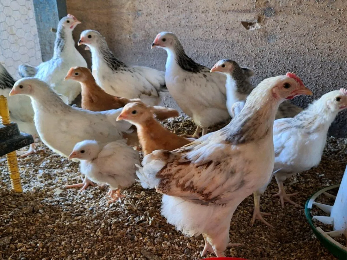 Hens - Image 4