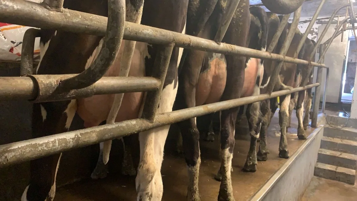 Dairy Heifers - batch of 8