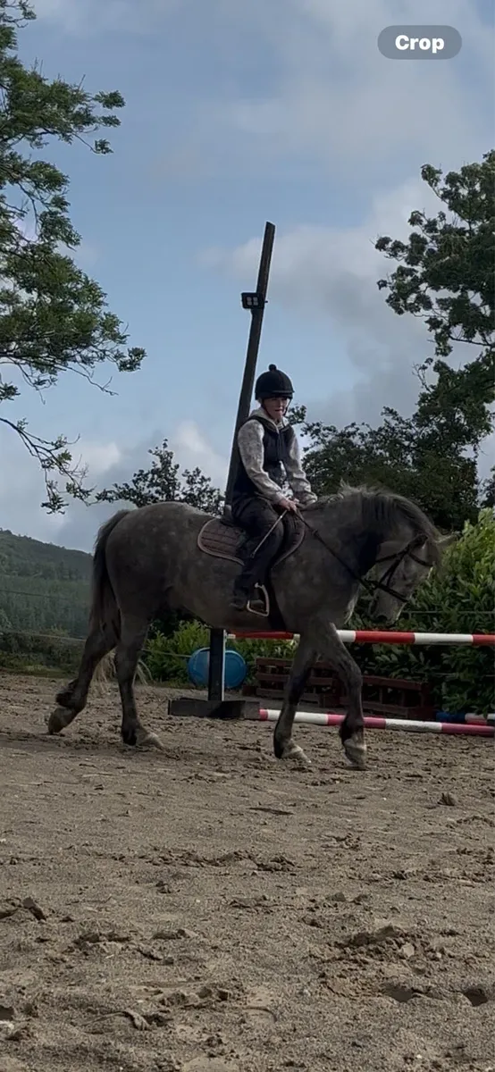 connemara pony - Image 2