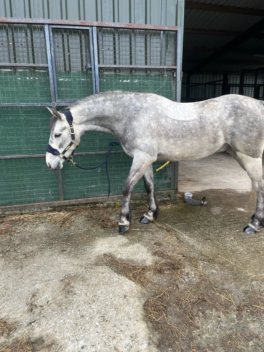 connemara pony - Image 1