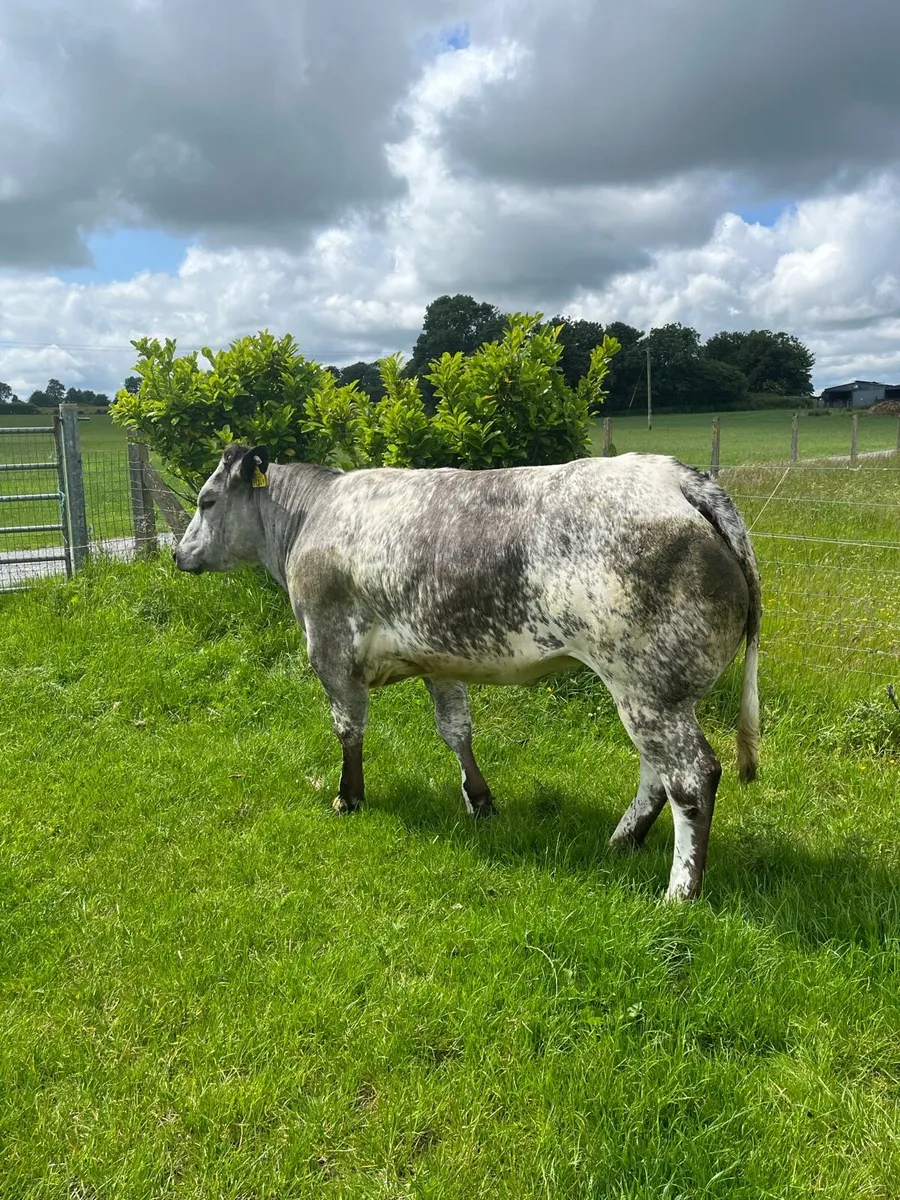 💥Show heifers for sale💥 - Image 1