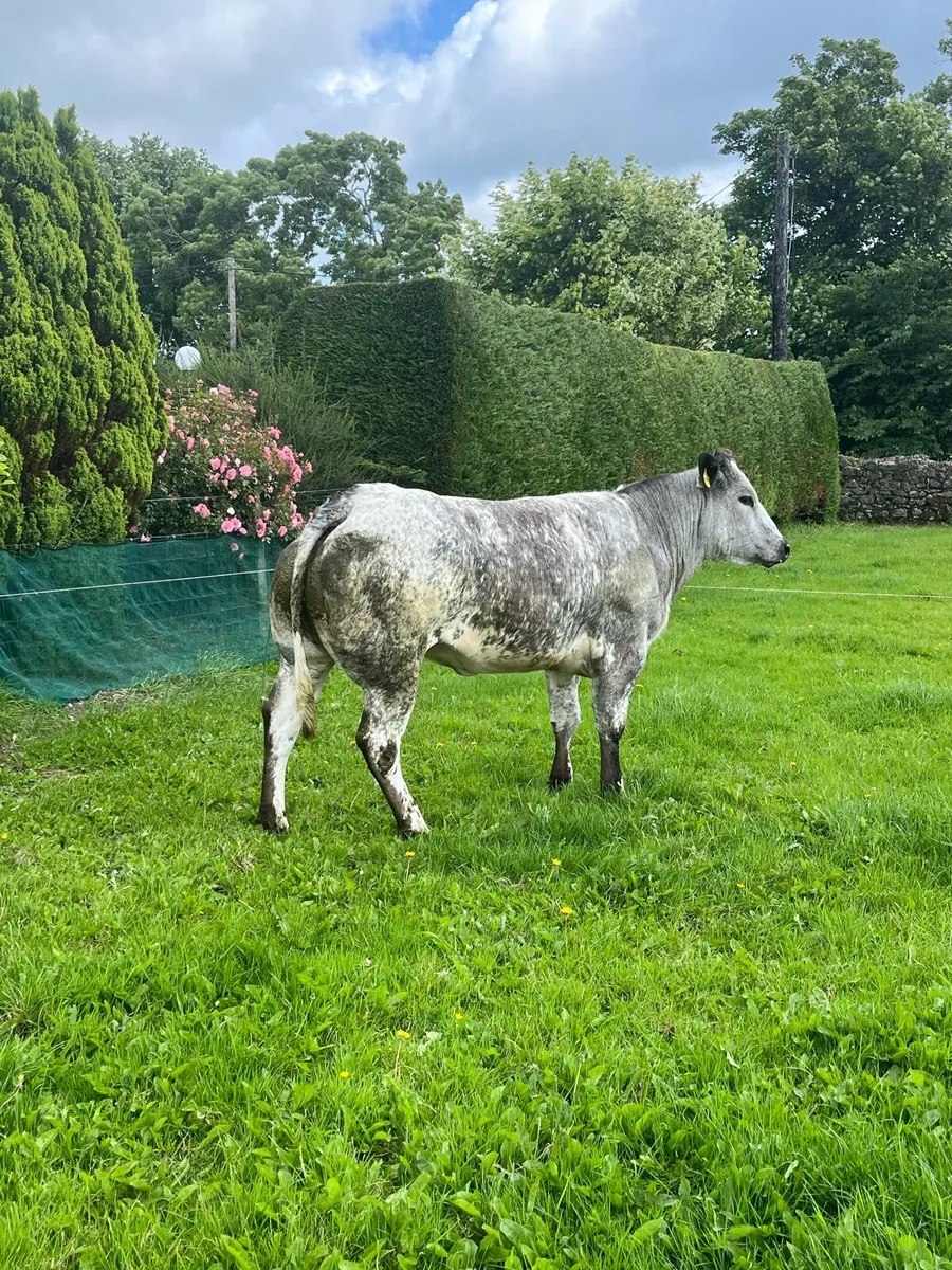 💥Show heifers for sale💥 - Image 2