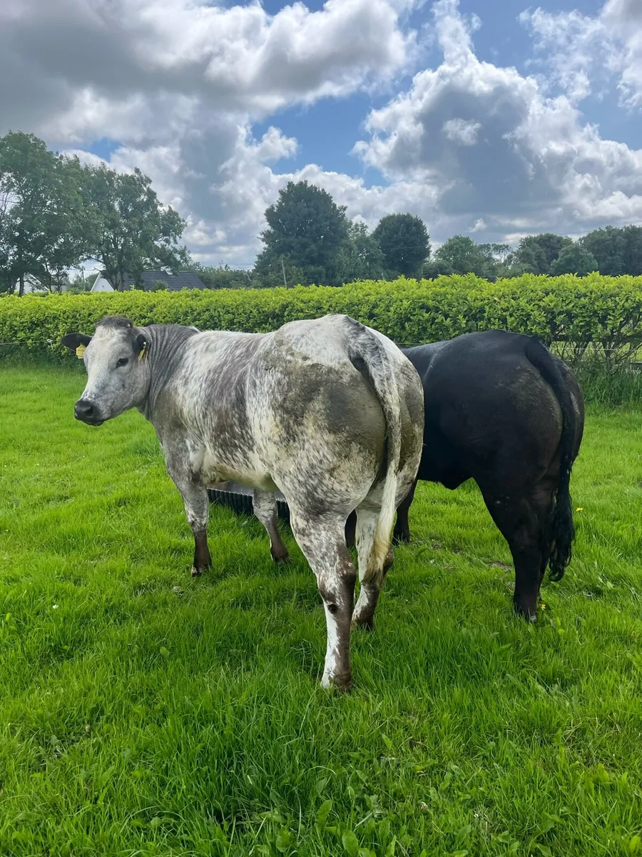 💥Show heifers for sale💥 - Image 3