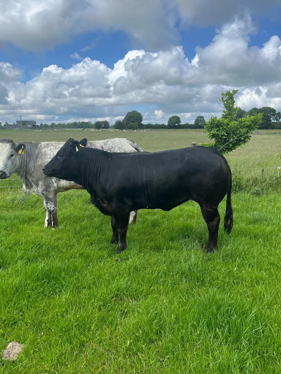 💥Show heifers for sale💥 - Image 4