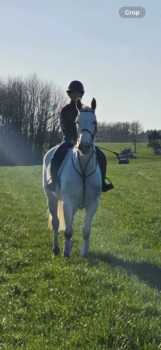 Horse - Image 1