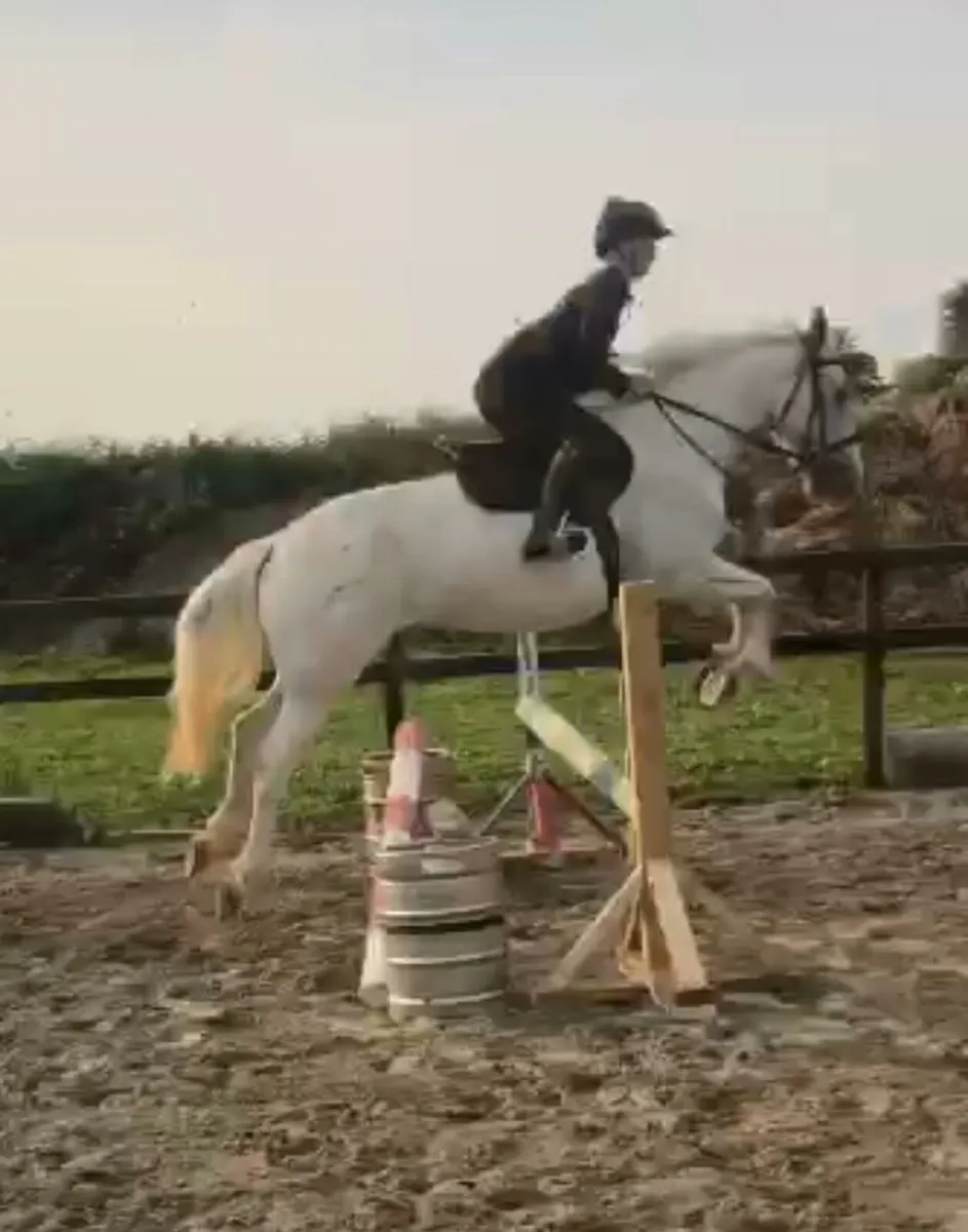 Horse - Image 2
