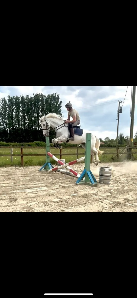 Horse - Image 3