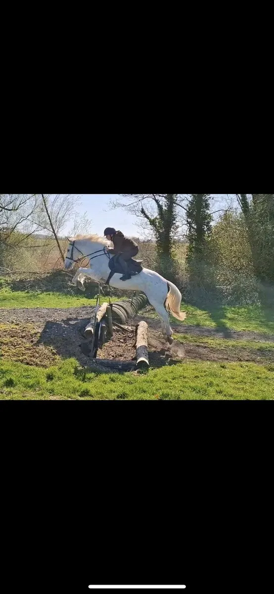 Horse - Image 4