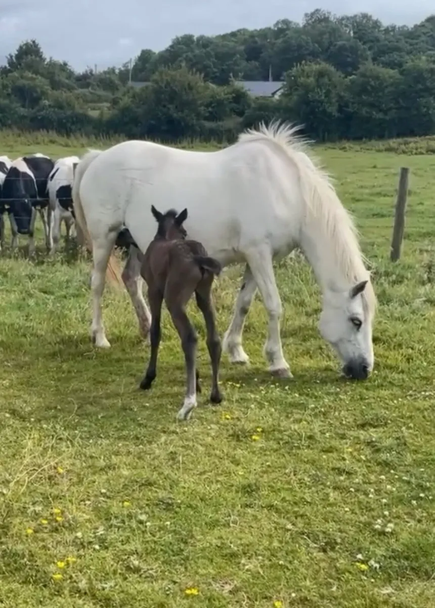 Part bred Connemara gelding. - Image 4