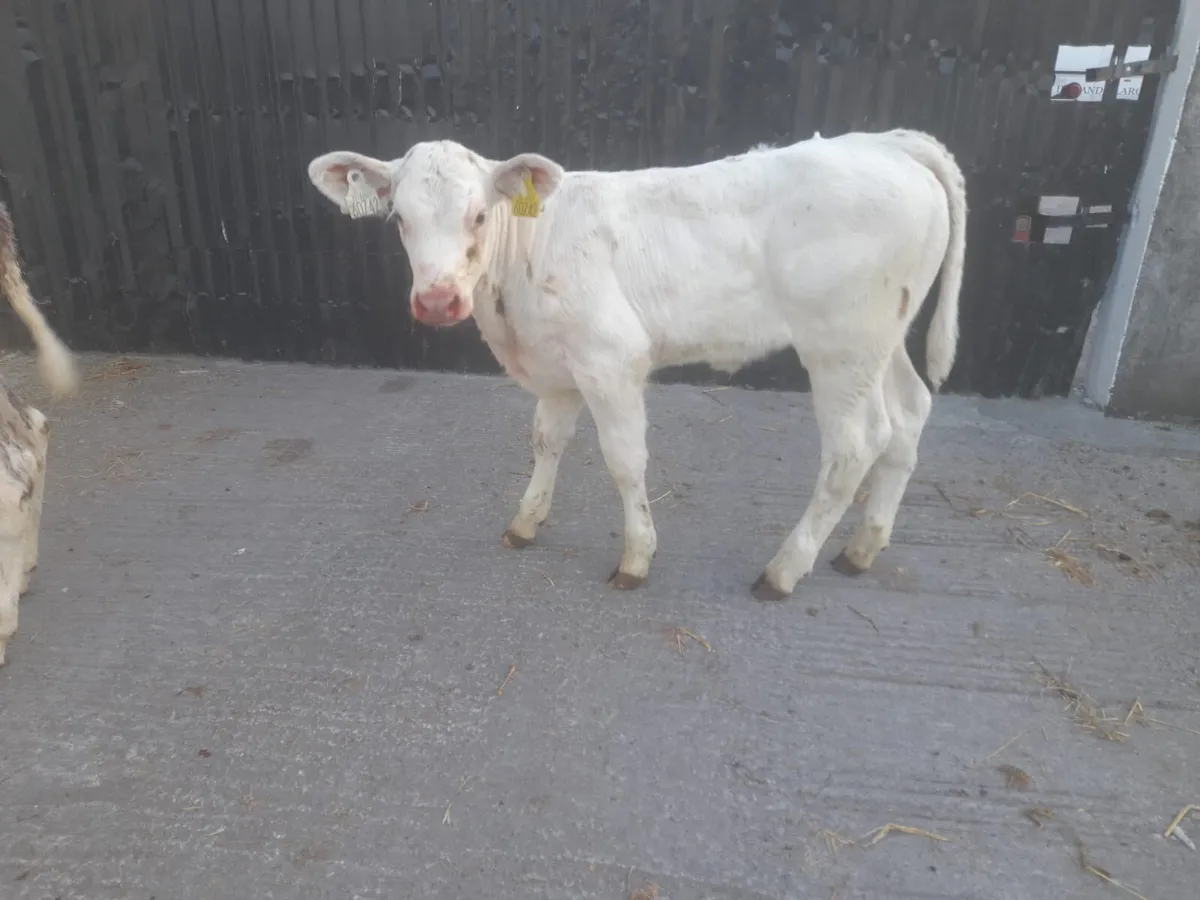 1 Super U Grade suckler bred Charolais heifer calf - Image 1