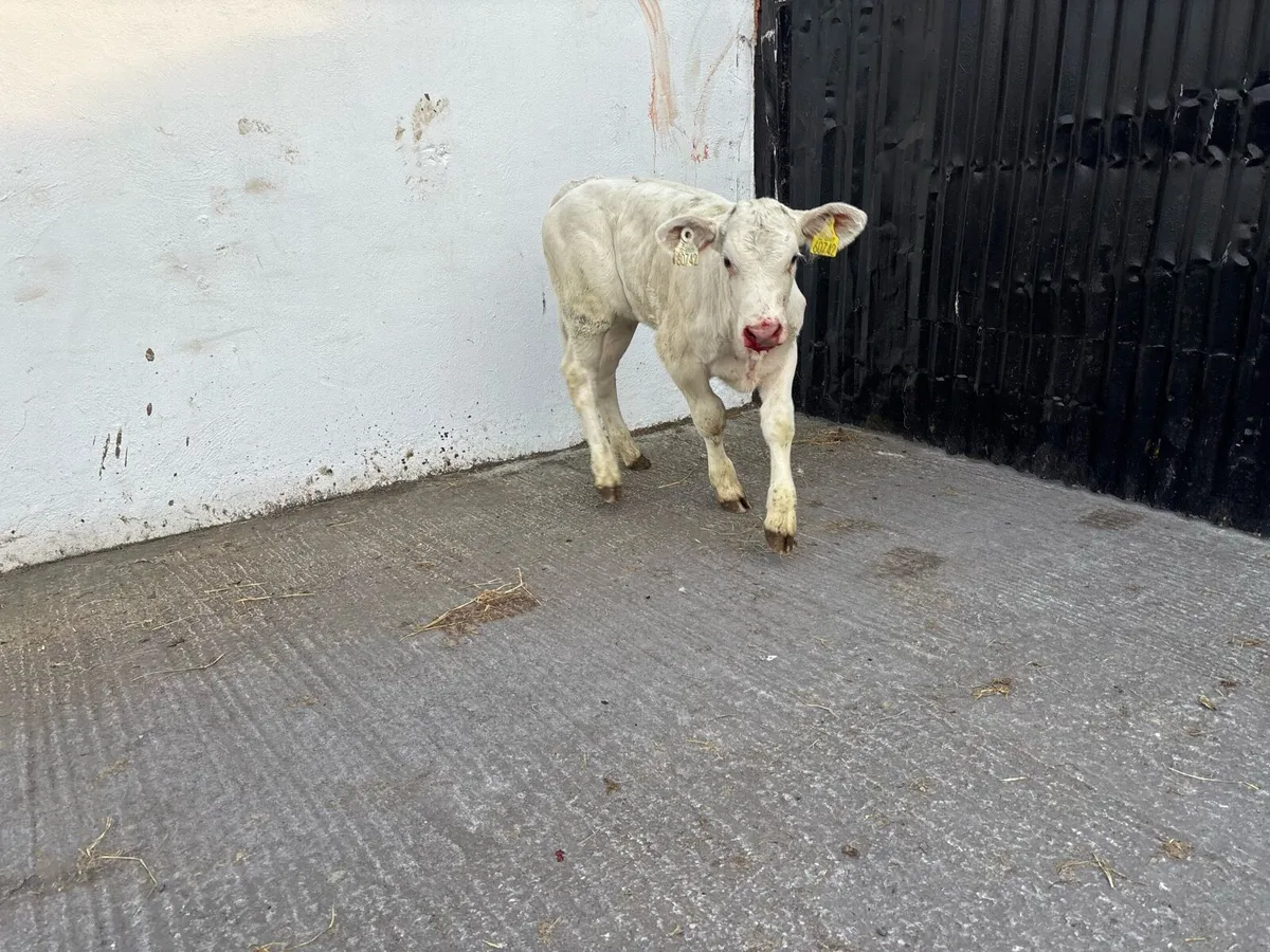 1 Super U Grade suckler bred Charolais heifer calf - Image 2