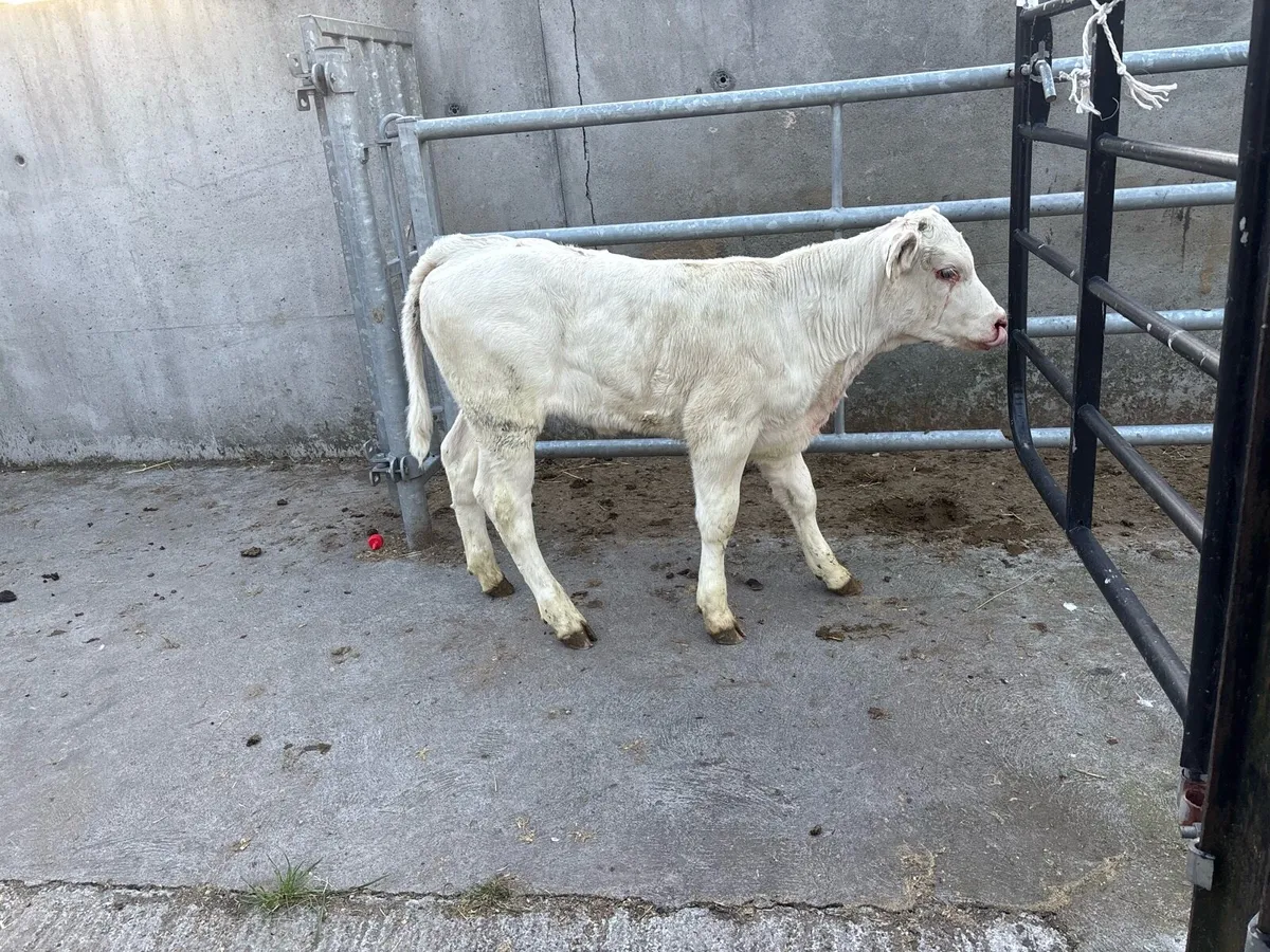 1 Super U Grade suckler bred Charolais heifer calf - Image 3