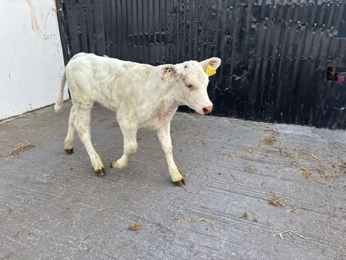 1 Super U Grade suckler bred Charolais heifer calf - Image 4
