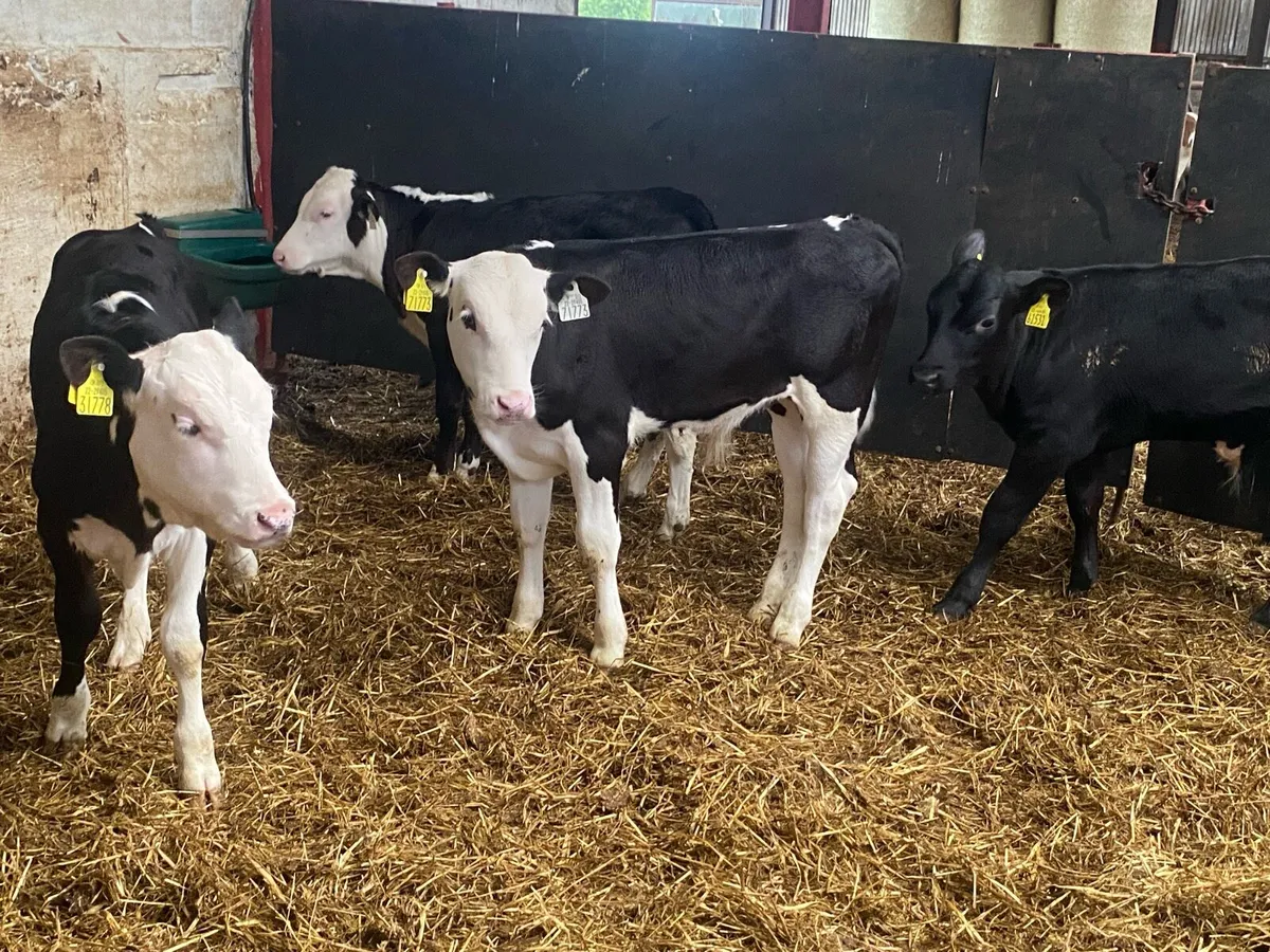 5 Whitehead/Angus Reared Bull Calves - Image 1