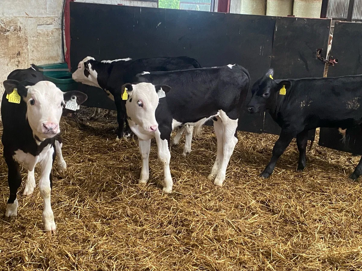 5 Whitehead/Angus Reared Bull Calves - Image 2