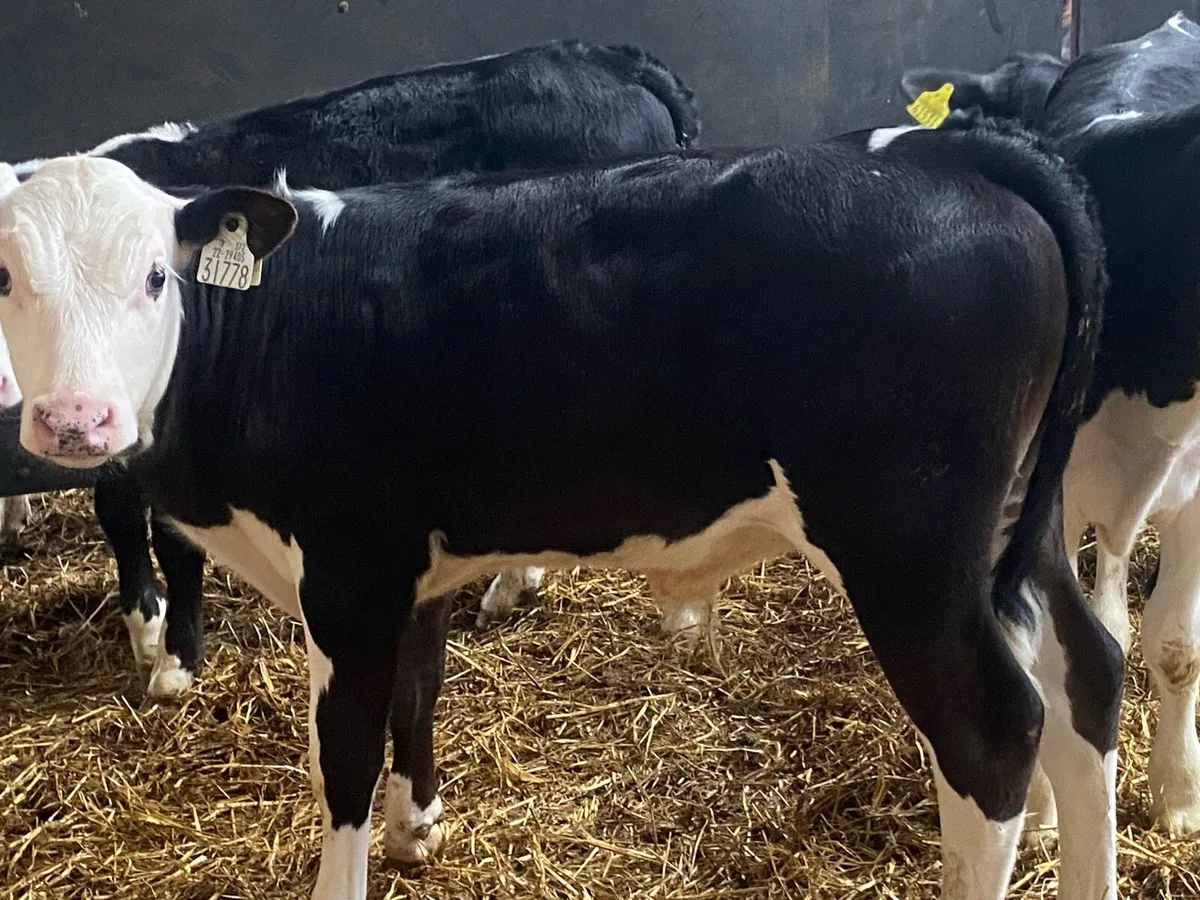 5 Whitehead/Angus Reared Bull Calves - Image 3