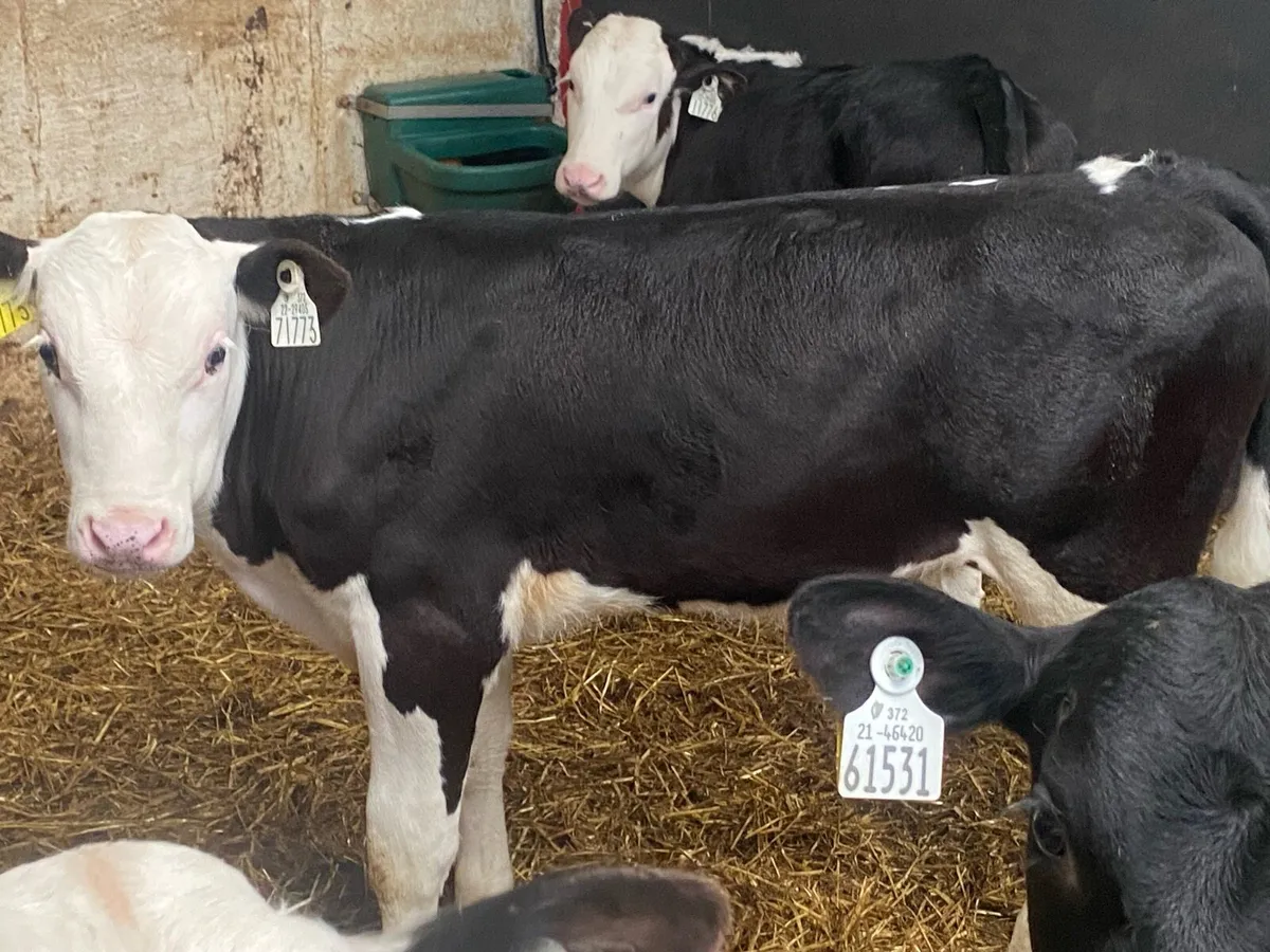 5 Whitehead/Angus Reared Bull Calves - Image 4