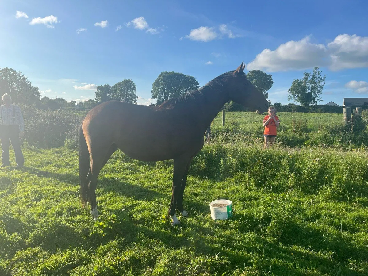 Thoroughbred mare - Image 2