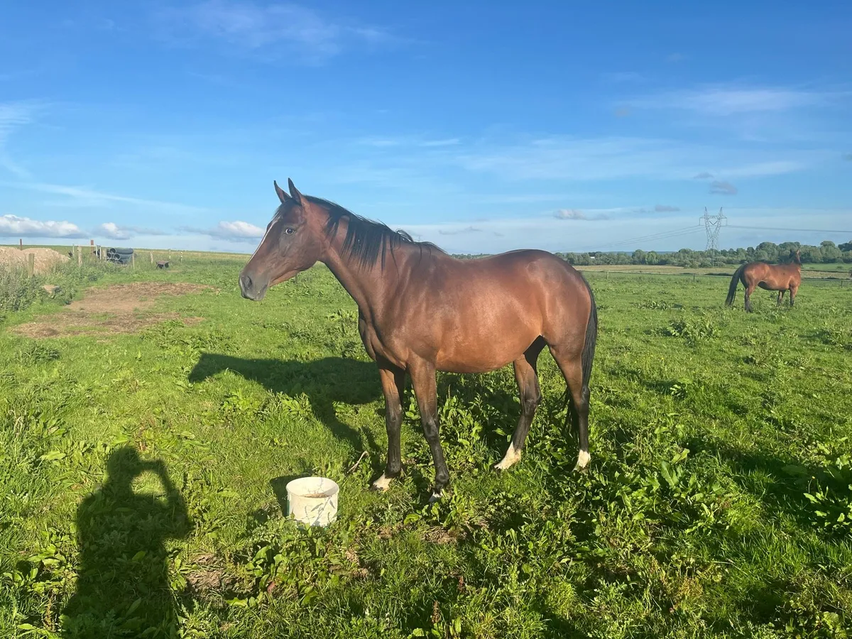 Thoroughbred mare - Image 1