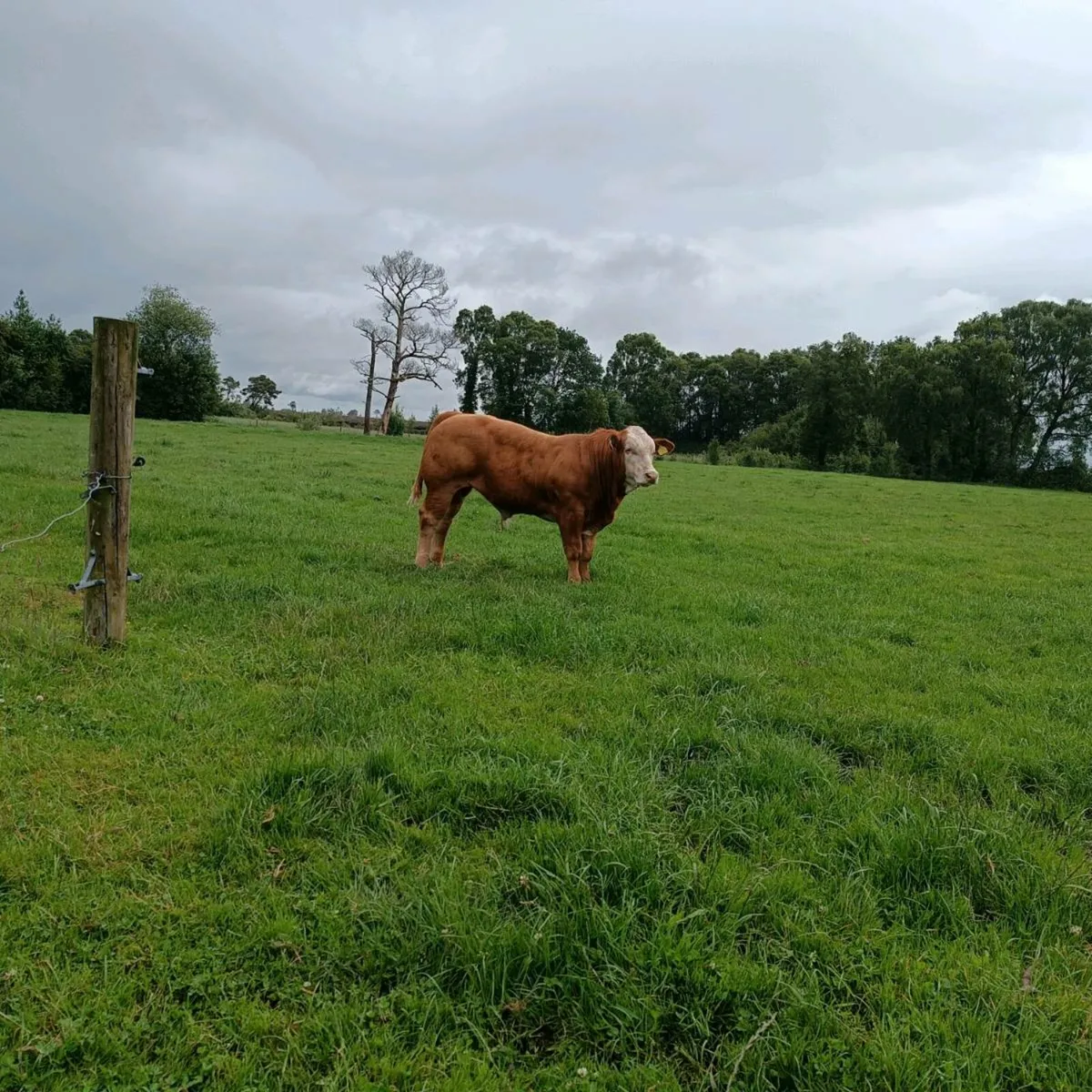 B Belgian blue .blonde x embryo - Image 1