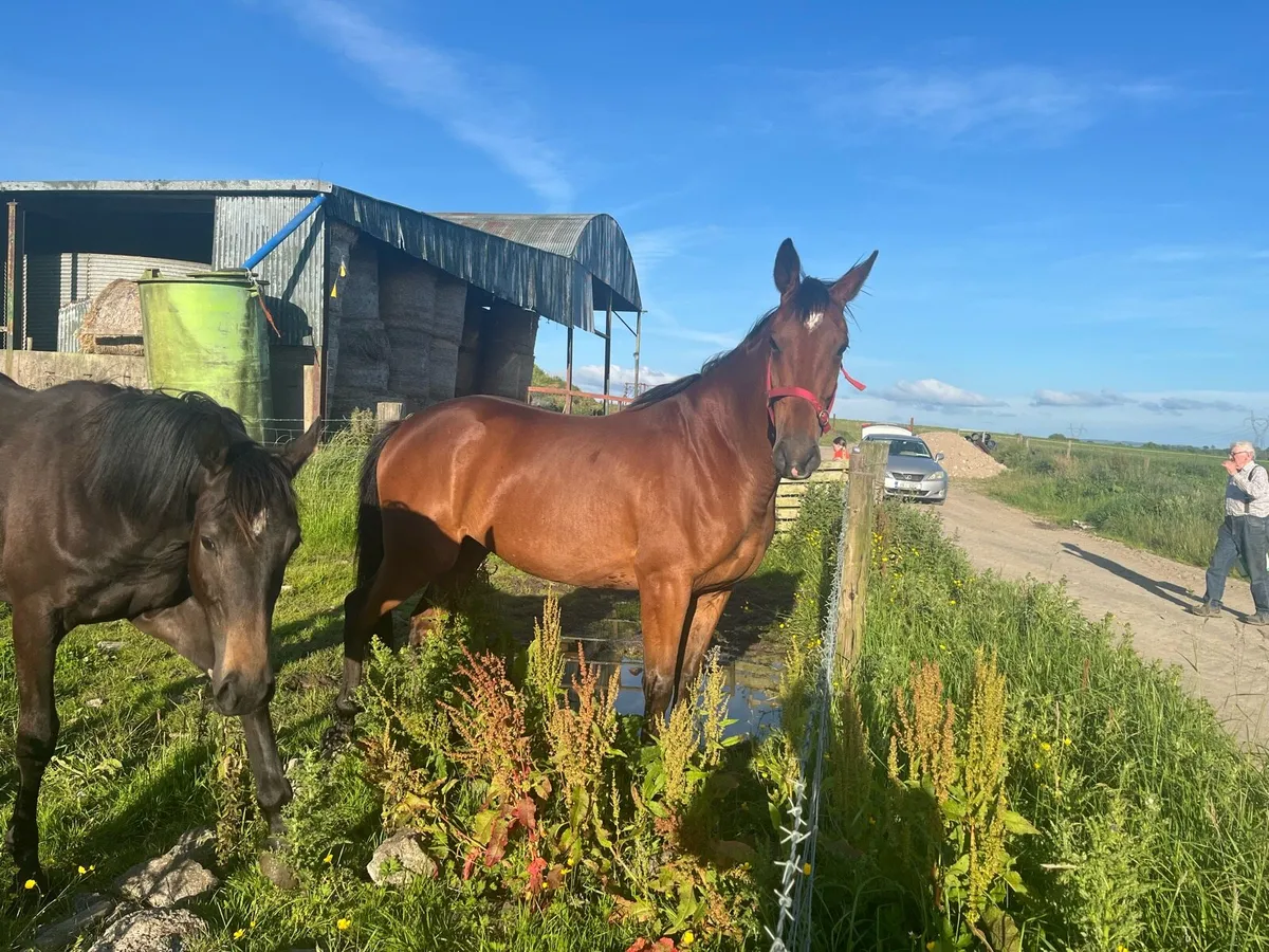 Thoroughbred gelding - Image 1