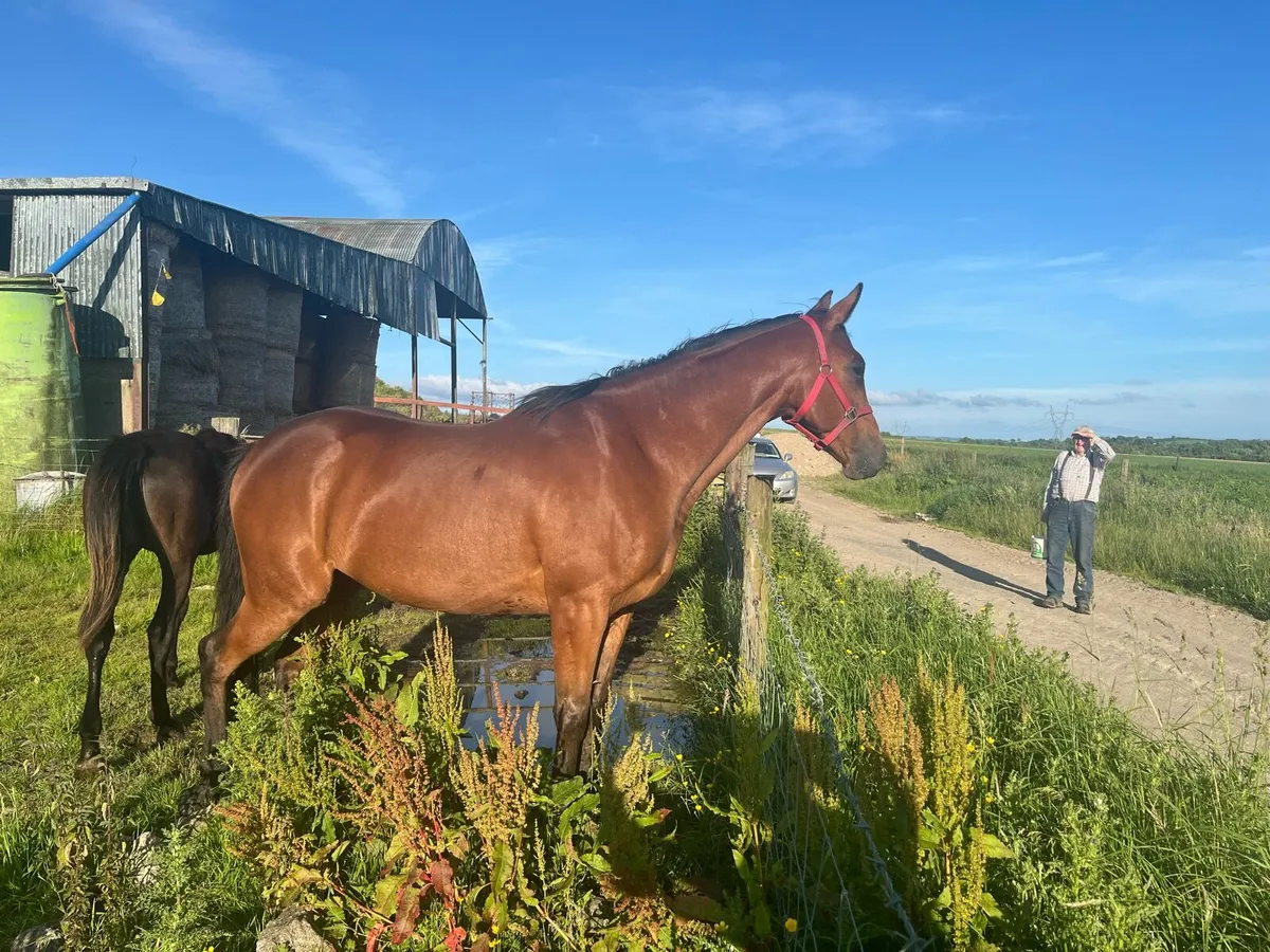 Thoroughbred gelding - Image 2