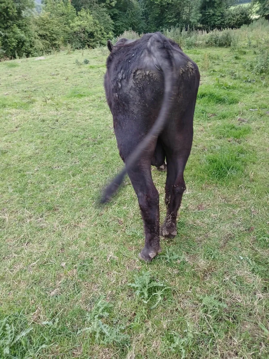 Bull - Image 1
