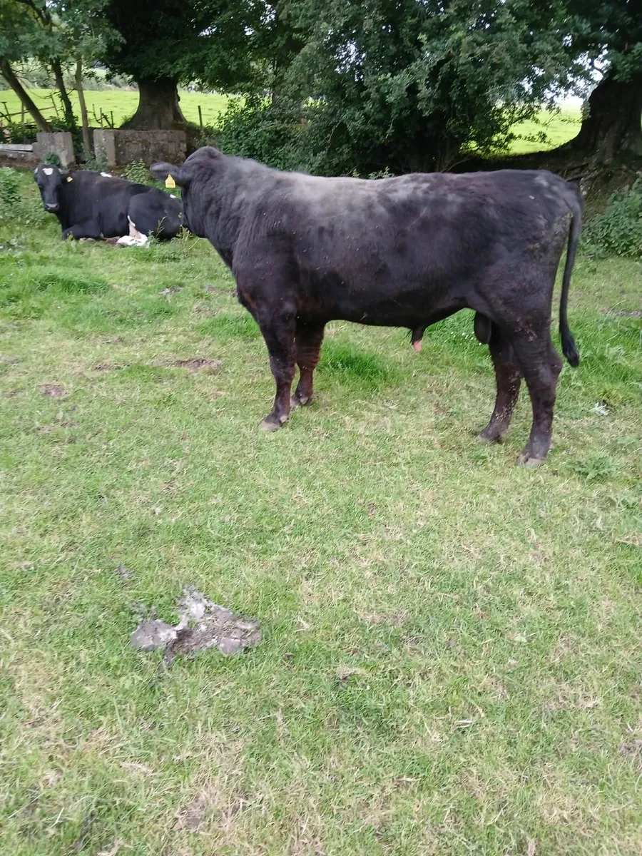 Bull - Image 2