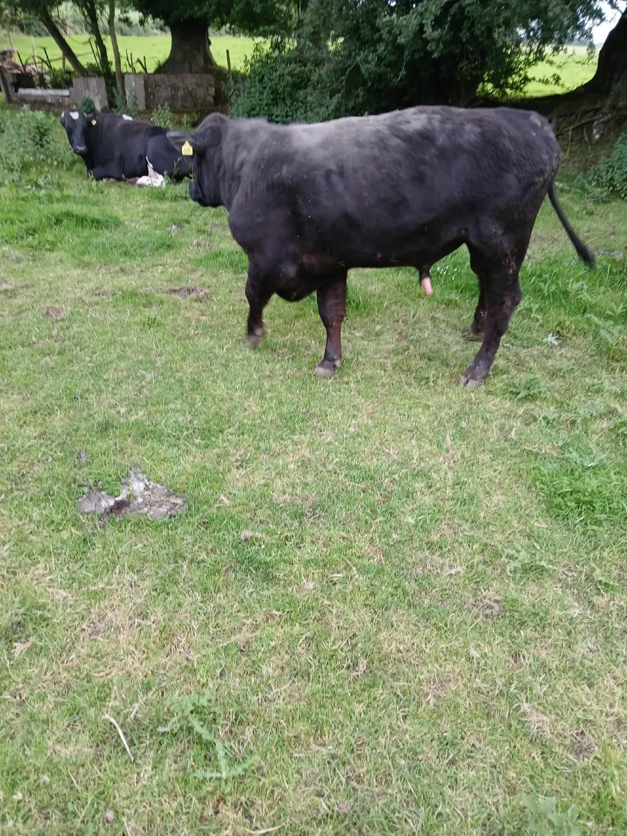 Bull - Image 3