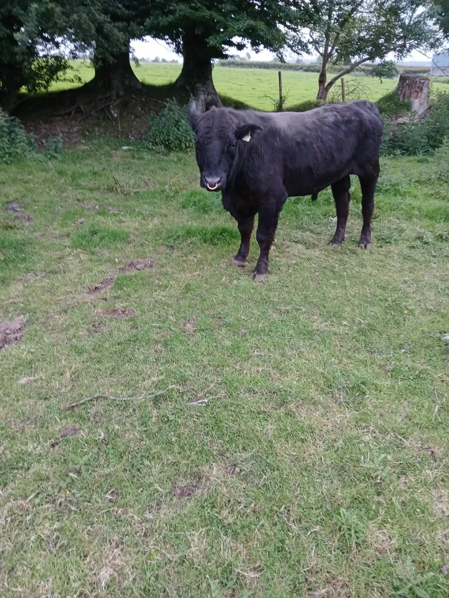 Bull - Image 4