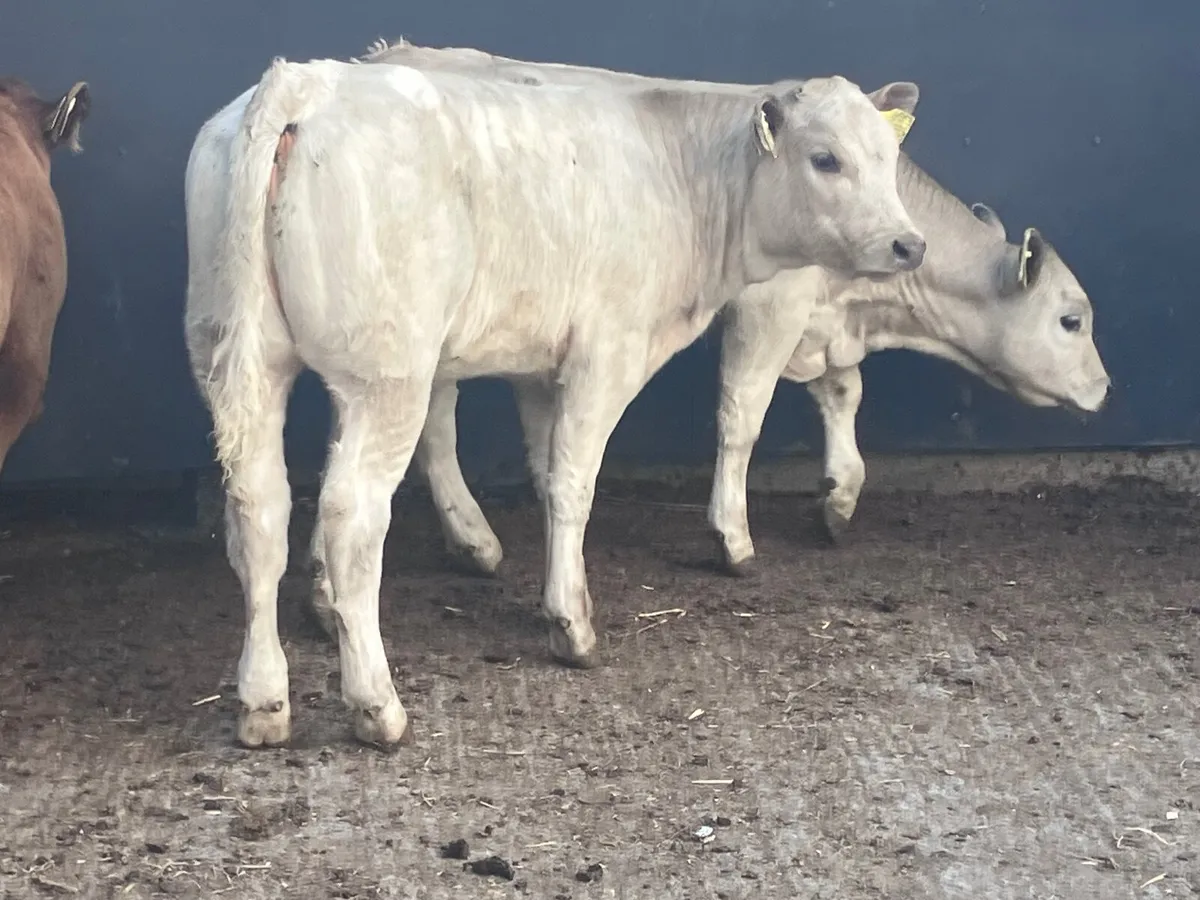 3 super continental Weanlings for sale - Image 2