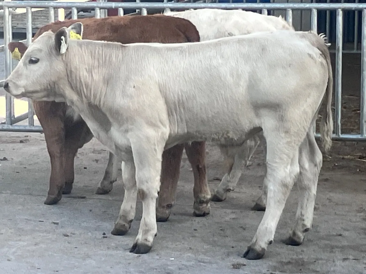 3 super continental Weanlings for sale - Image 4