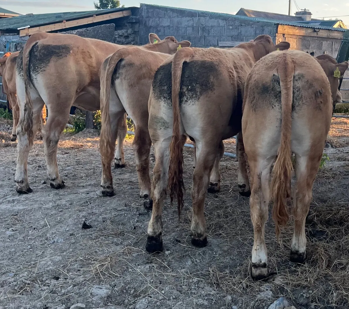 Ballinasloe Mart Store Cattle - Image 2