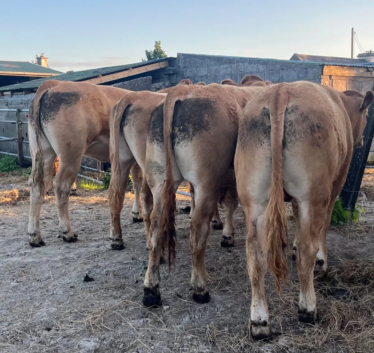 Ballinasloe Mart Store Cattle - Image 3
