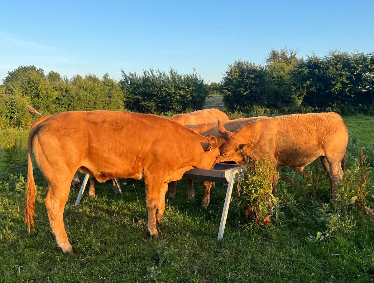 Ballinasloe Mart Store Cattle - Image 4