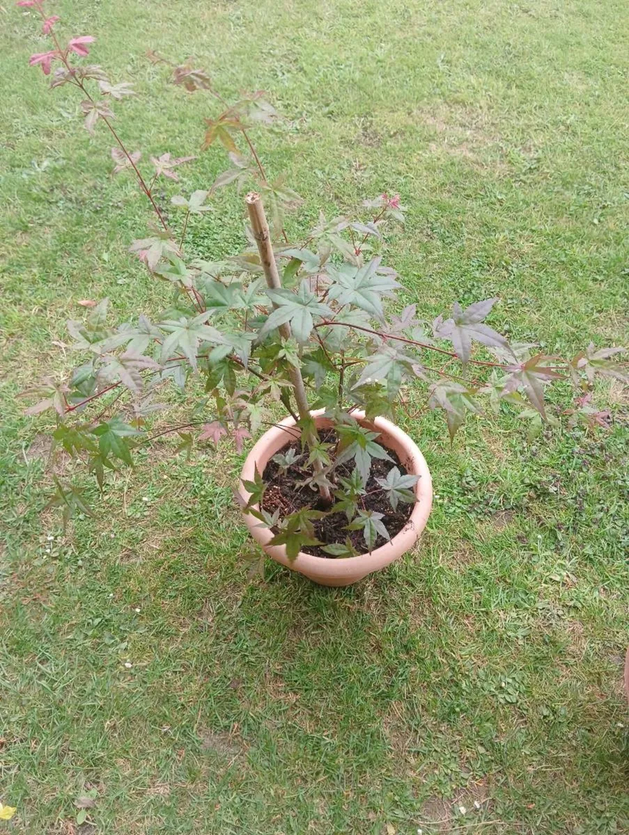 Beautiful Acer ,very strong 30 Euro - Image 1