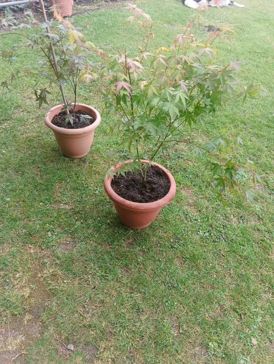 Beautiful Acer ,very strong 30 Euro - Image 2