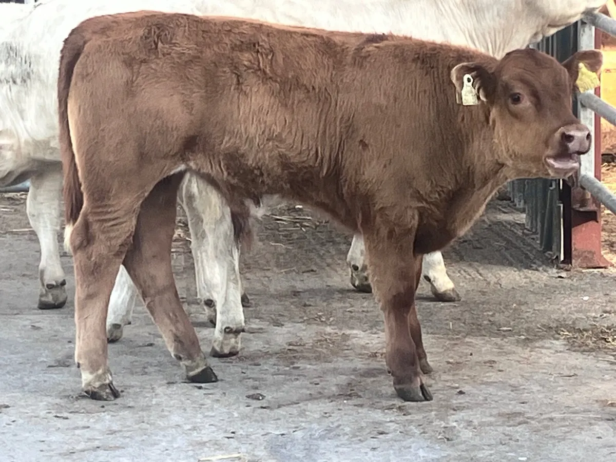 3 super continental Weanlings for sale - Image 1