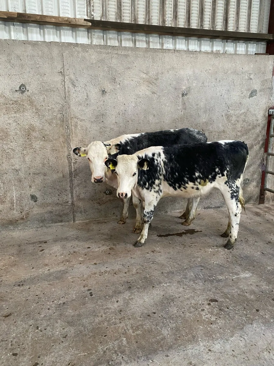 Smashing colored Heifers for sale. - Image 1